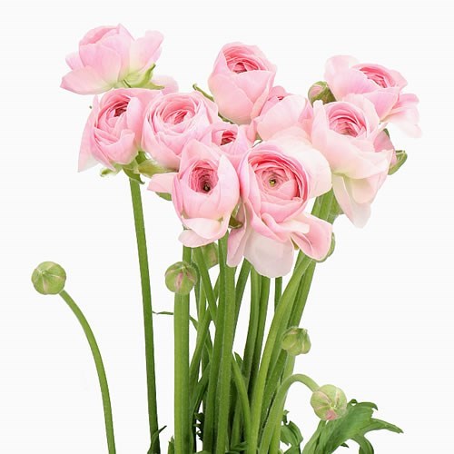 RANUNCULUS ROMANCE MARITIME EX 60cm Wholesale Dutch Flowers & Florist