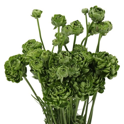 RANUNCULUS ROMANCE POMEROL