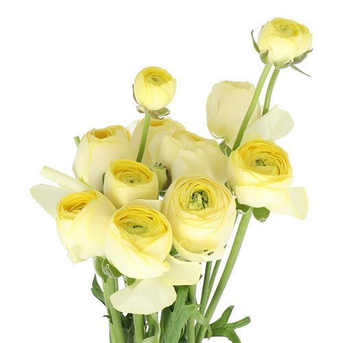RANUNCULUS ROMANCE QUIMPER