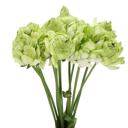 RANUNCULUS ROMANCE SUPREME LIGHT GREEN