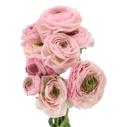 RANUNCULUS ROMANCE SUPREME LIGHT PINK