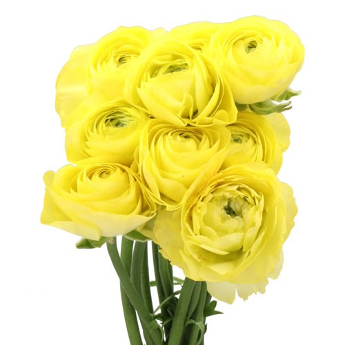 RANUNCULUS ROMANCE SUPREME YELLOW