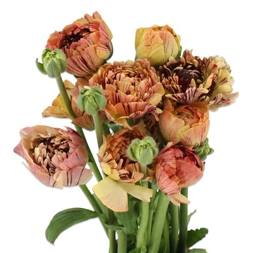 RANUNCULUS ROMANCE VERONA