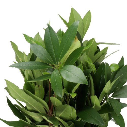 RHODODENDRON FOLIAGE