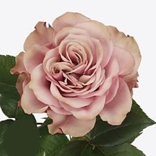 ROSA BOURBON STREET