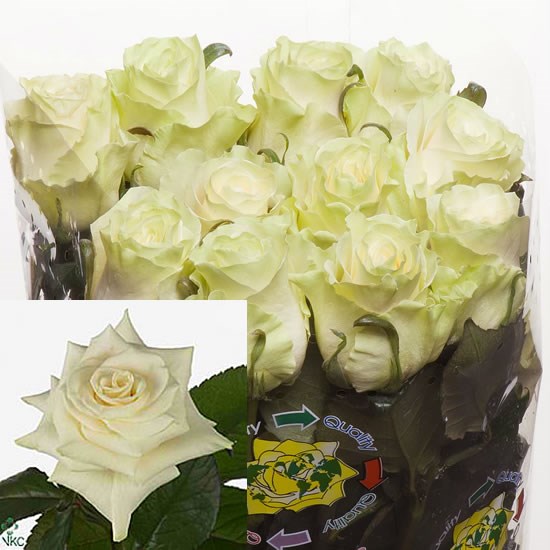 ROSE MONDIAL (ECUADOR)