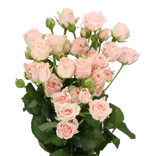 ROSE SPRAY SWEET 4 TUNE