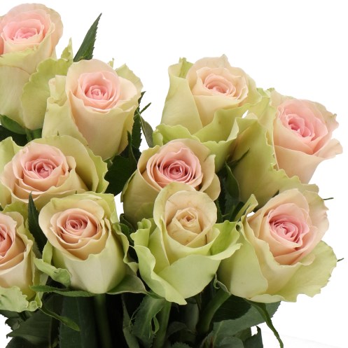 ROSE TRIVIA