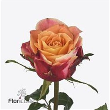 ROSE 3D