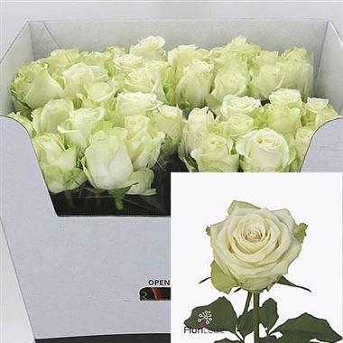 ROSE ADALONIA