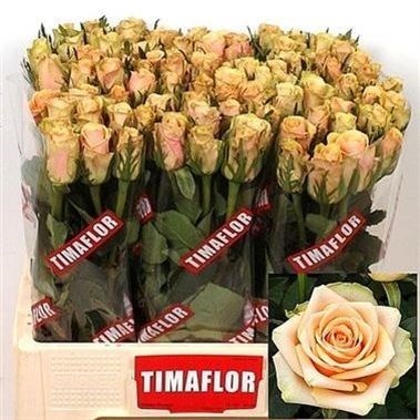 Timaflor Roses ROSE ALCHEMY 50cm | Wholesale Dutch Flowers & Florist Supplies UK