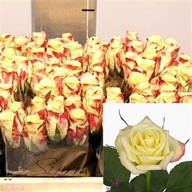 Rose Alison 40cm (small headed)