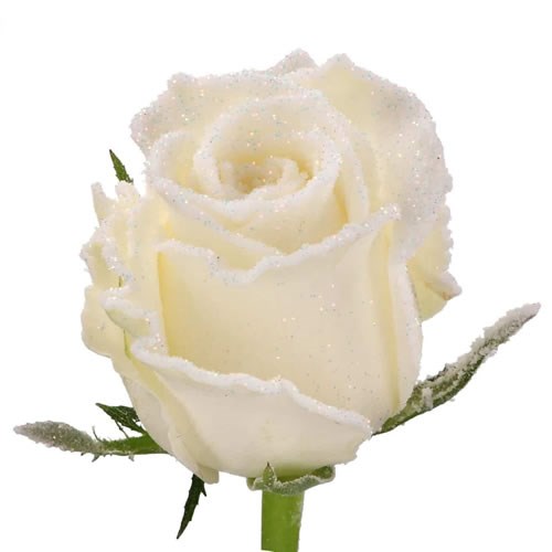ROSE ALPE D HUEZ (FROSTED)