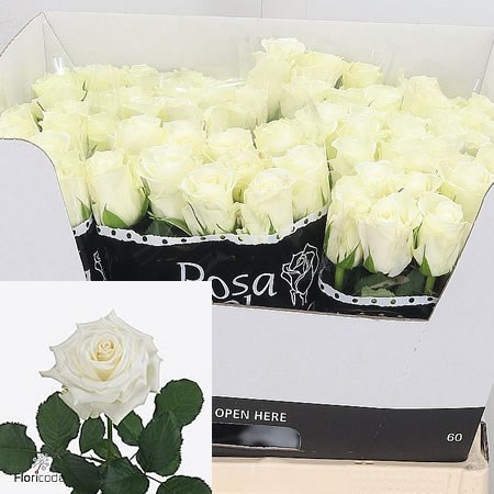 ROSE ALPE D'HUEZ 50cm | Wholesale Dutch Flowers & Florist Supplies UK