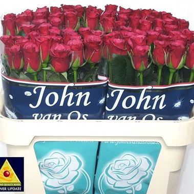 Rose amalia 40cm (Cerise- Small Headed)