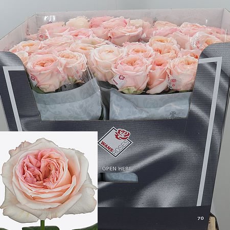 ROSE ANGIE ROMANTICA