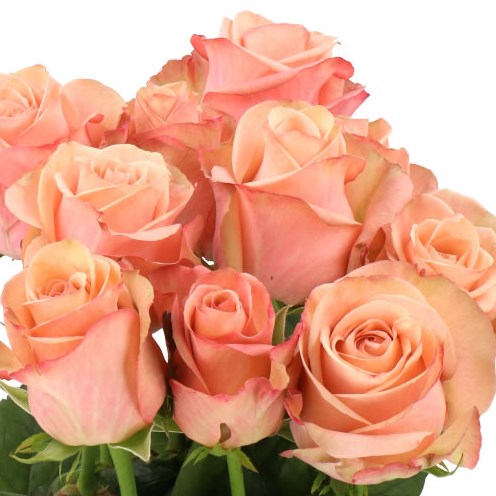 ROSE APRIKOLA