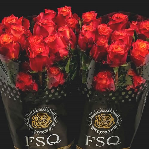 ROSE ATOMIC (ECUADOR LARGE HEADS)