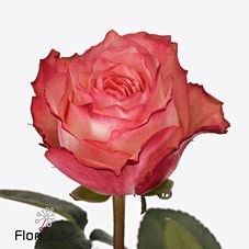 ROSE ATTRACTION