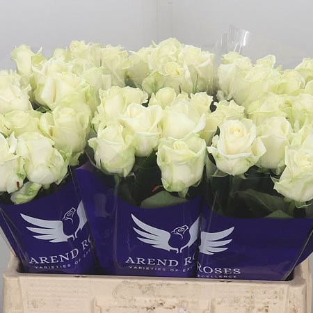 ROSE AVALANCHE