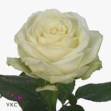 ROSE AVALANCHE