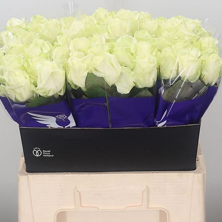 ROSE AVALANCHE