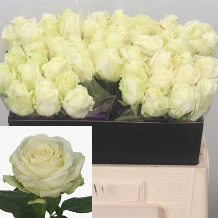 ROSE AVALANCHE