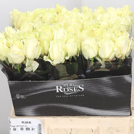 ROSE AVALANCHE
