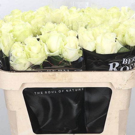 ROSE AVALANCHE