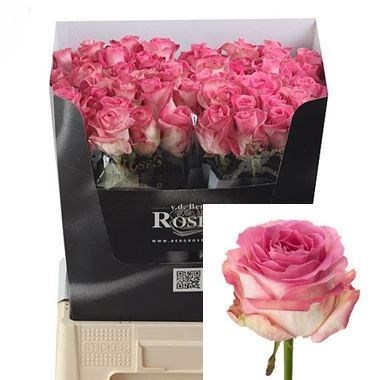 ROSE AVALANCHE CANDY 40cm (Small Headed)