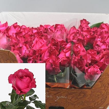 ROSE AVALANCHE CHERRY