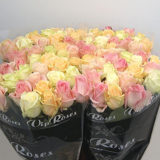 ROSE AVALANCHE MIX