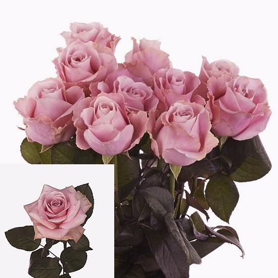 ROSE AVALANCHE PINK