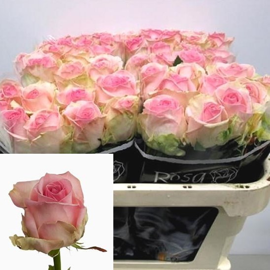 ROSE AVALANCHE SORBET 60cm Wholesale Dutch Flowers & Florist Supplies UK