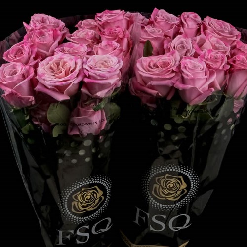 ROSE BABALOO (ECUADOR LARGE HEADS)