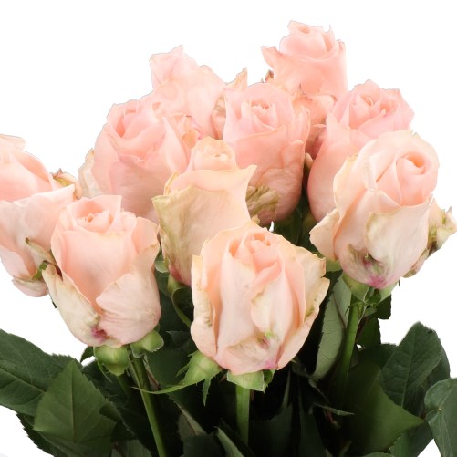 ROSE BABY DOLL