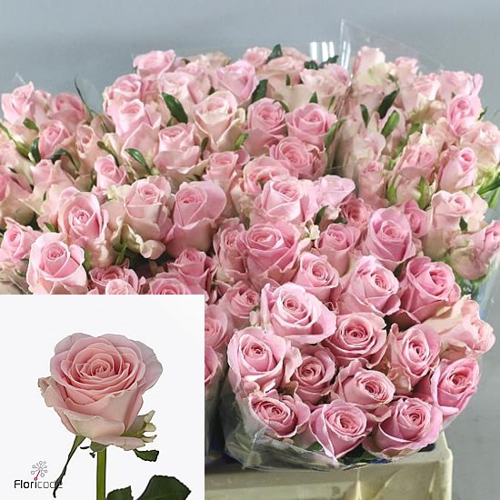 ROSE BABYFACE 40cm (Small Headed)