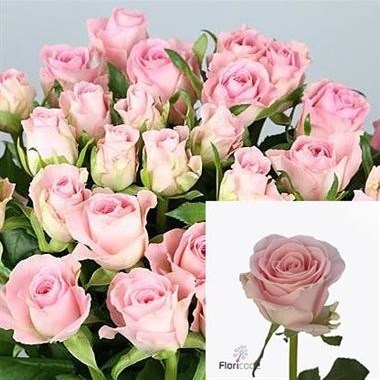 ROSE BABYFACE 40cm (small headed)
