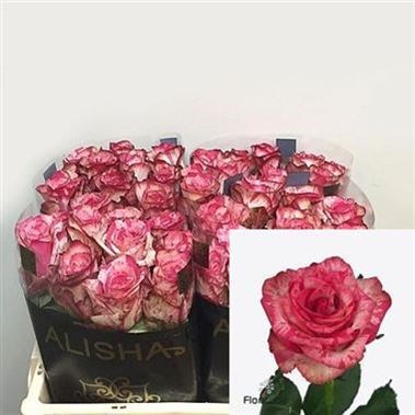 ROSE BARRACUDA 50cm
