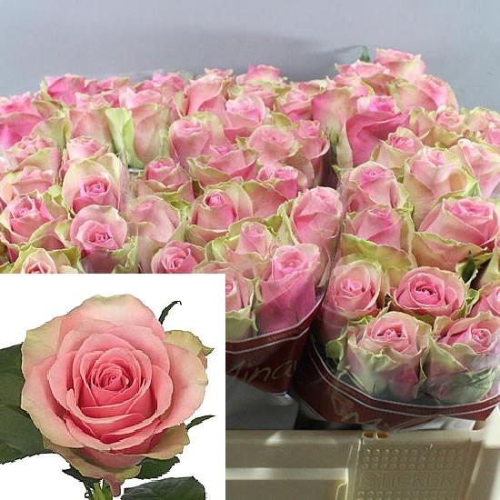 ROSE BELLE ROSE 40cm (Small Headed)