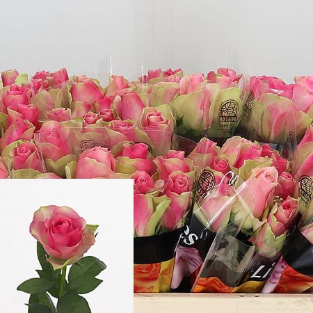 ROSE BELLEVUE 50cm | Wholesale Dutch Flowers & Florist Supplies UK