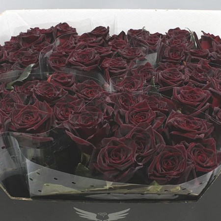 ROSE BLACK BACCARA