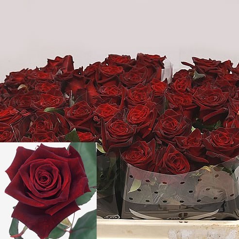 ROSE BLACK BACCARA
