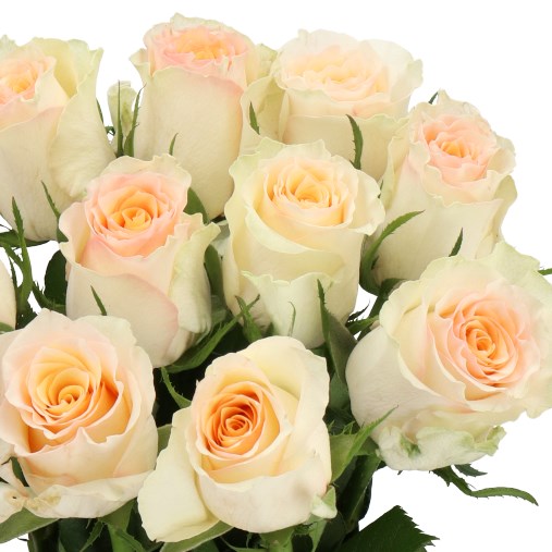 ROSE BRINESSA