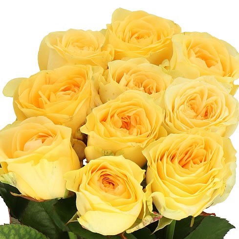 ROSE BUTTERCUP