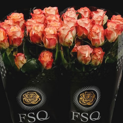 ROSE CABARET (ECUADOR LARGE HEADS)