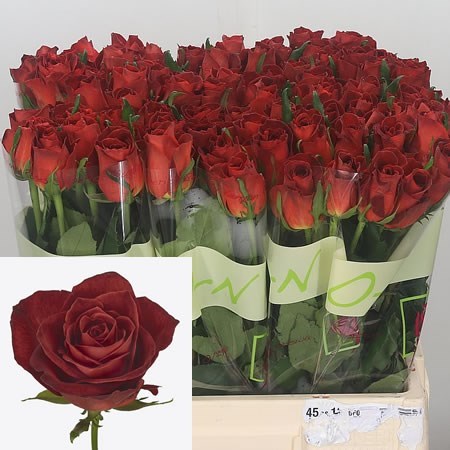 ROSE CAFE DEL MAR 50cm | Wholesale Dutch Flowers & Florist Supplies UK