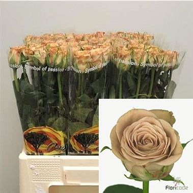 ROSE CAPPUCCINO 40cm (Small Headed)