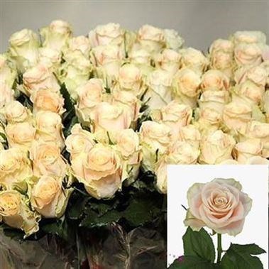 ROSE CHARMANT 40cm (Small Headed)