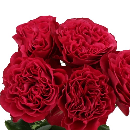 ROSE CHEERY VELVET